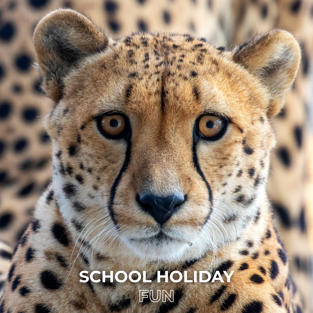 Your Guide to School Holiday Family Fun in Western Sydney (Bring coffee… you’ll need it!)
